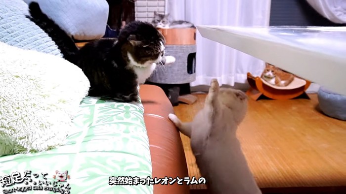 喧嘩する猫