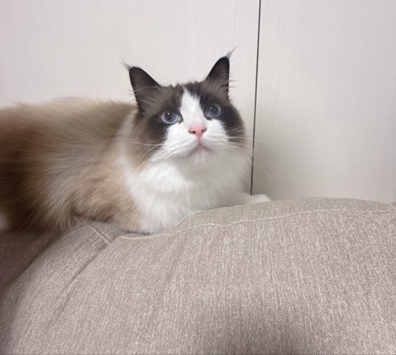 伏せの姿勢で見上げる猫