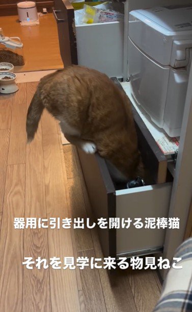 引き出しを開けている猫