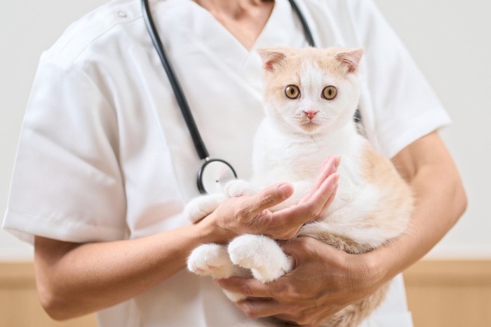 獣医に抱っこされている猫