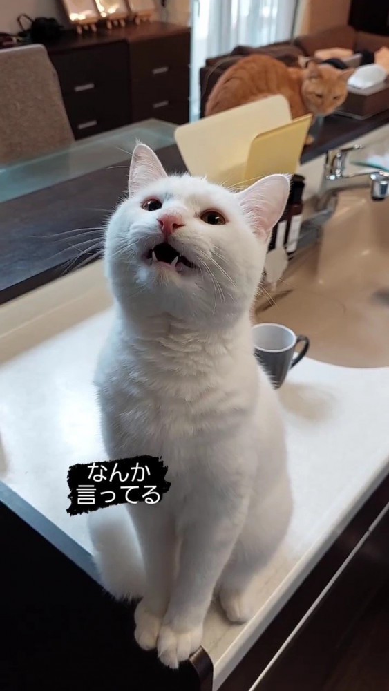 キッチンに座る猫