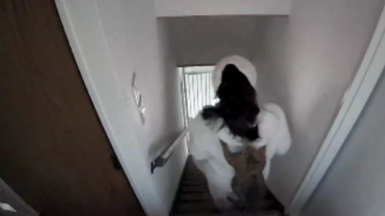 背中に張り付く猫