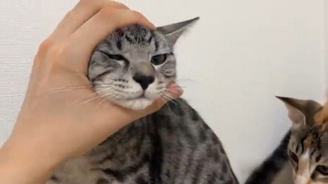 顔をつかまれる猫