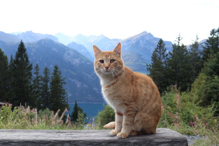 山あいにたたずむ猫