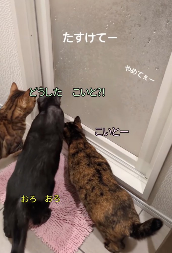 声をかける先輩猫