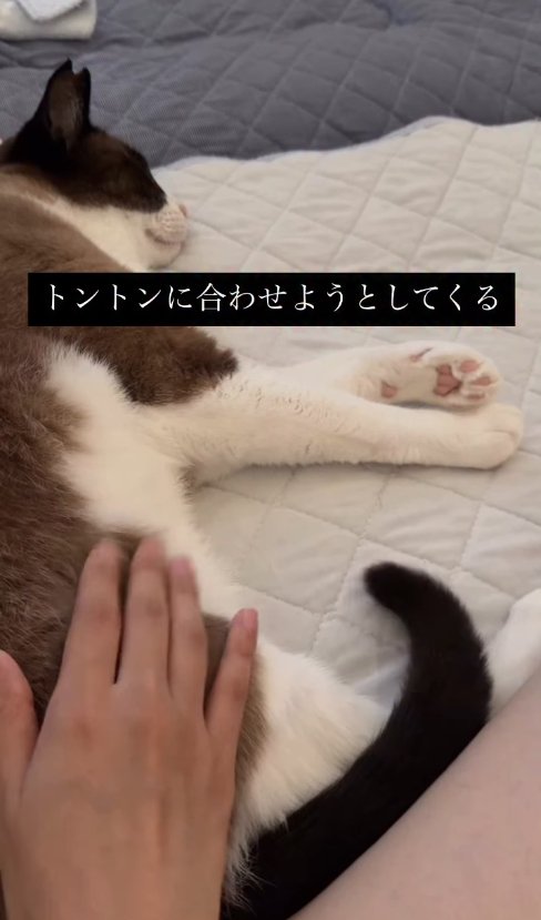 横たわっている猫とお尻を触っている飼い主の手(尻尾下がっている)