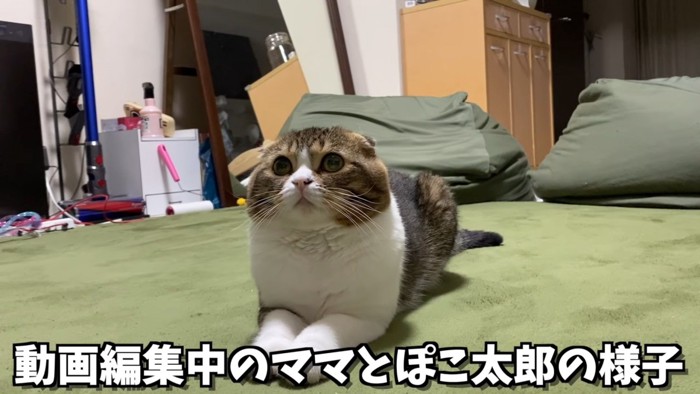 お座りしている猫