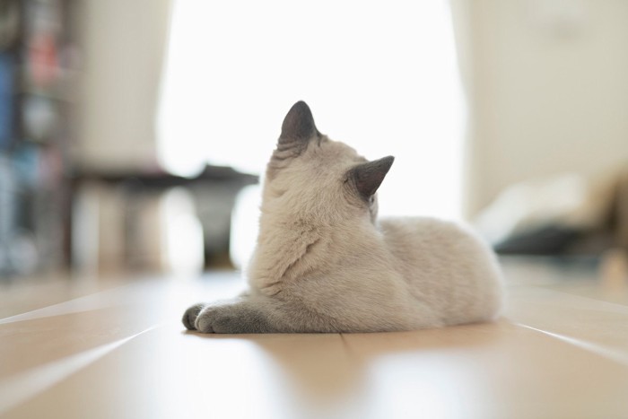 フローリングで座る子猫