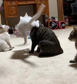 白い猫に足で蹴られるキジトラ猫