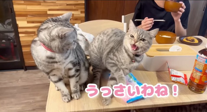 威嚇する猫