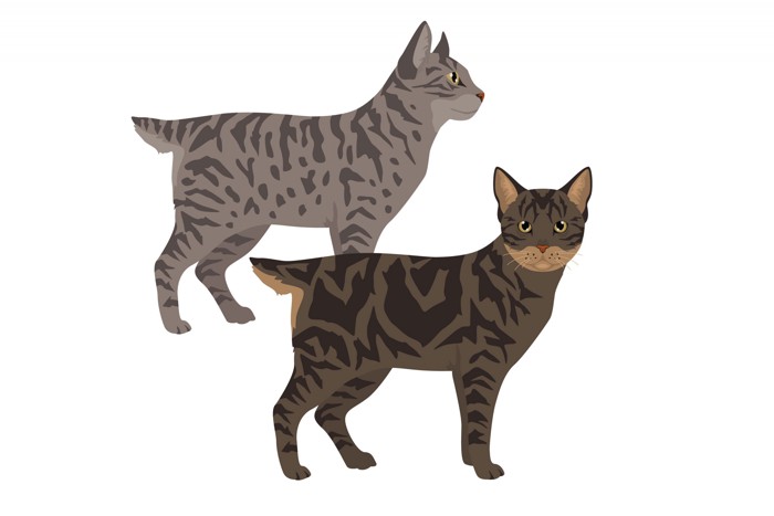 2種類の毛柄のデザートリンクスを横向きと正面から描いたイラスト
