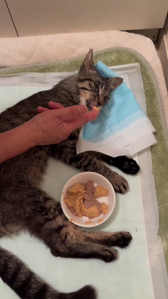ごはんを食べさせてもらう猫