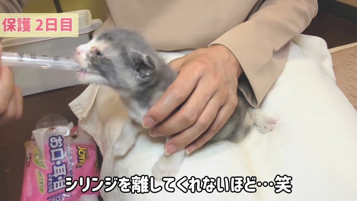 ミルクを飲む子猫