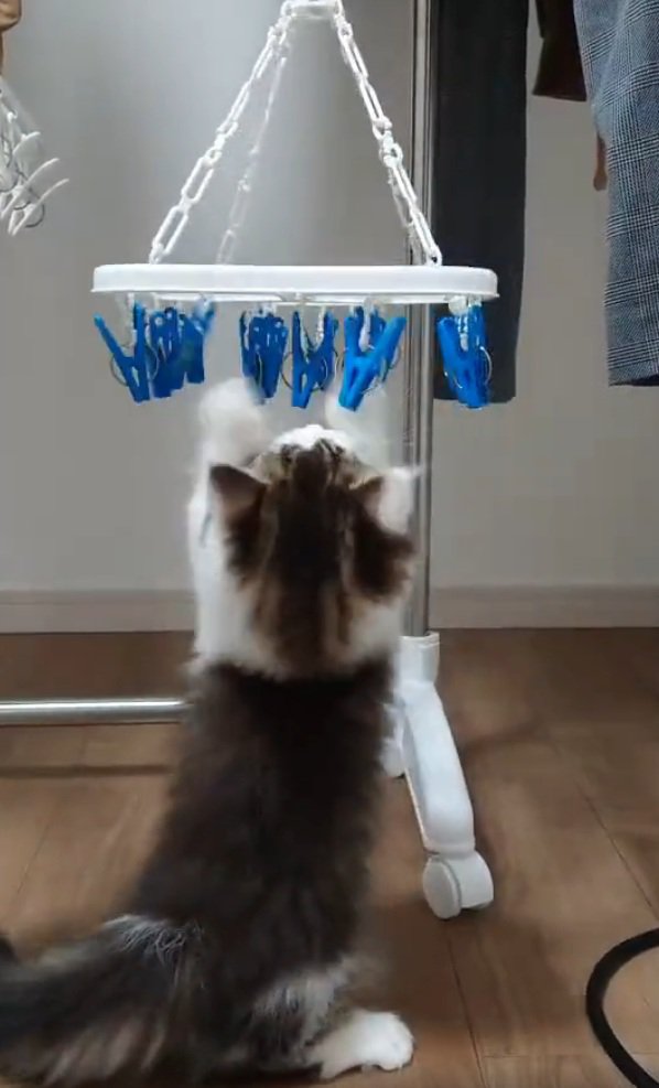 万歳する猫