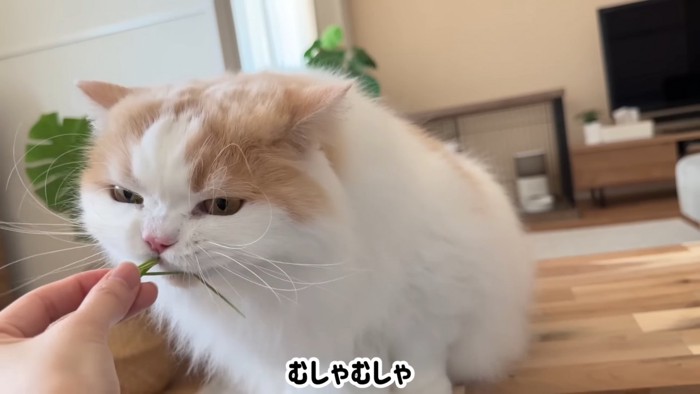 猫草を食べる猫
