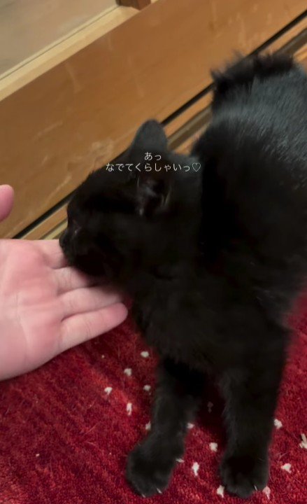 なでられる子猫