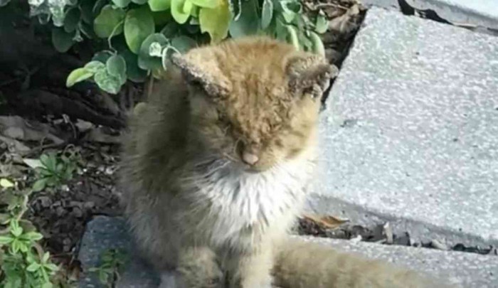 屋外にいる汚れた猫