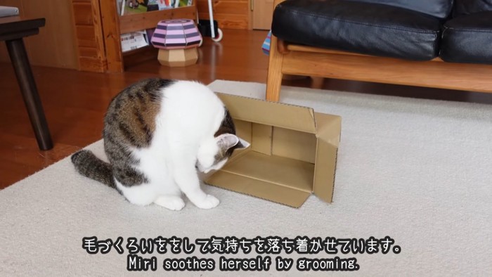 毛繕いをするミックス猫