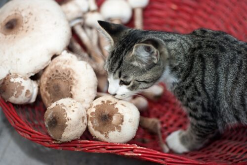 きのこの匂いを嗅ぐ猫