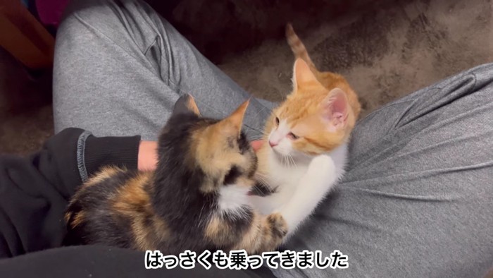 膝に乗る猫2匹