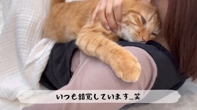 女性に抱っこされる猫