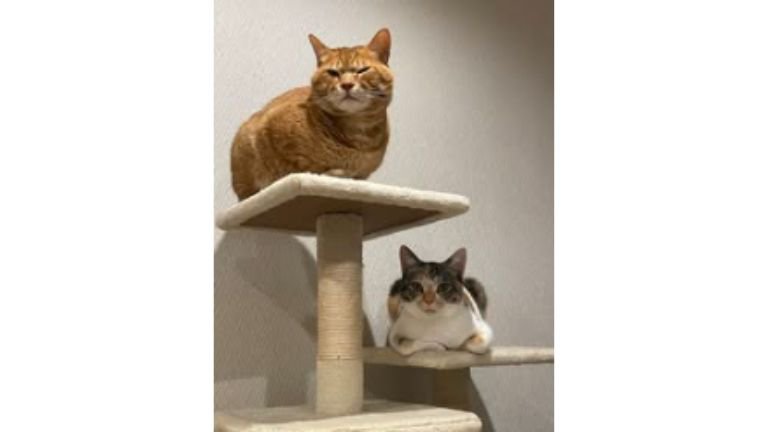 キャットタワーにいる猫