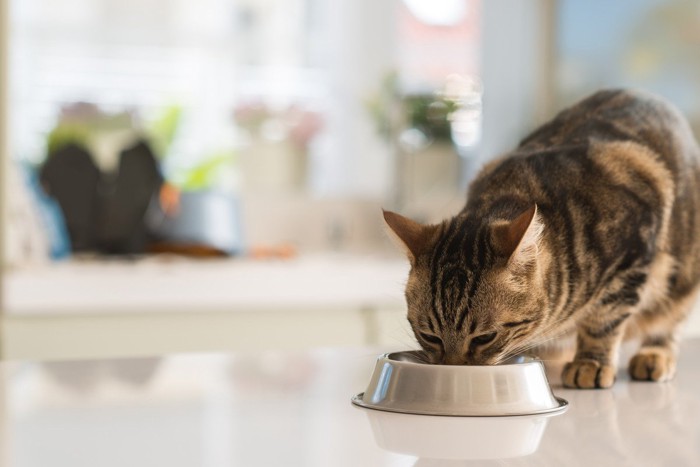 夢中でごはんを食べる猫