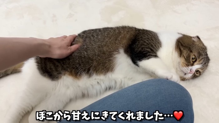 横になる猫