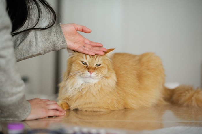 頭を撫でられる猫