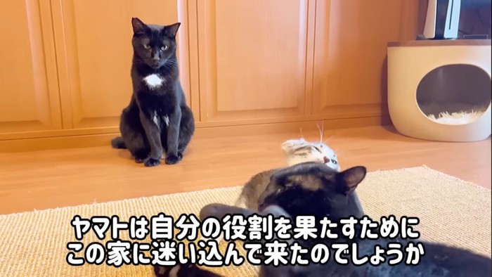 遊ぶ2匹を見守る猫