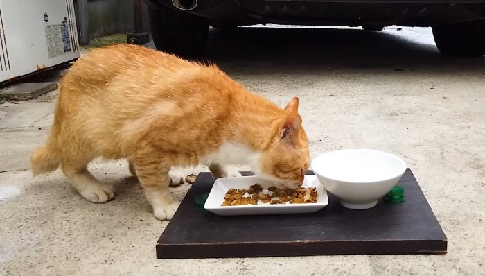 ご飯を食べる猫