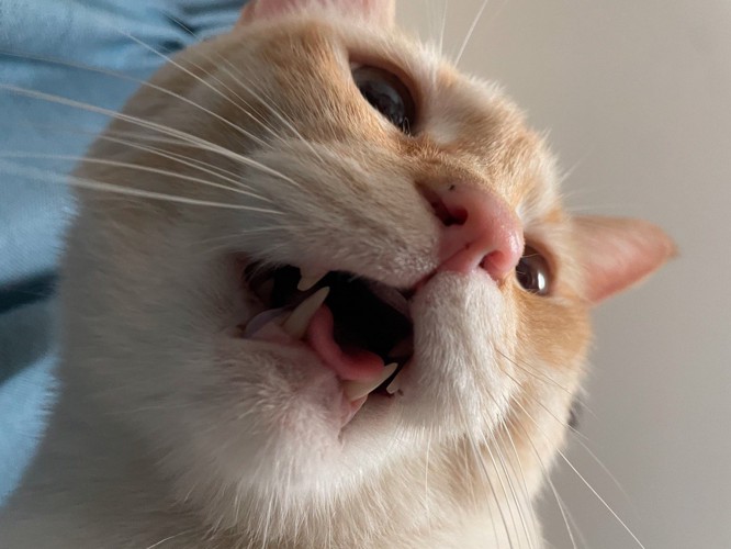 声を出さずに口を開ける猫
