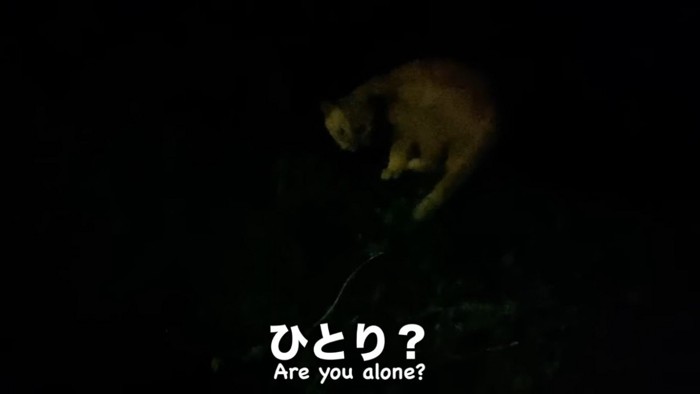 庭に佇む迷い猫