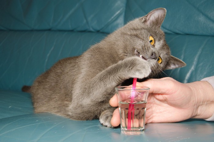 コップに入っているストローに触れる猫