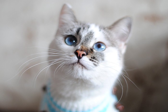 青い瞳の猫