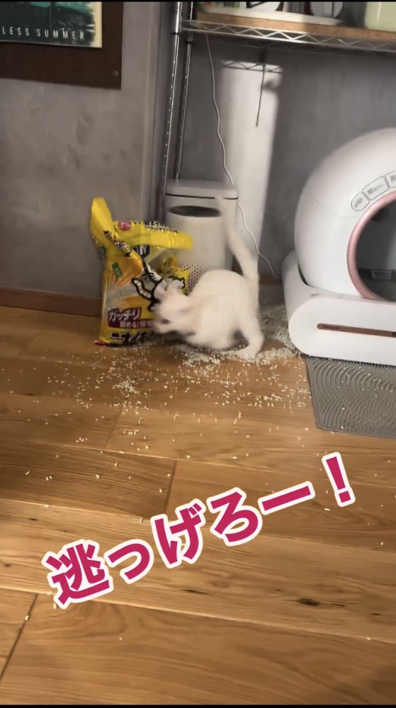 走り出す猫