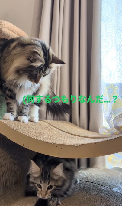 遊ぶ子猫を見守る先住猫