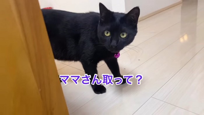 家具の後ろから顔を出す猫