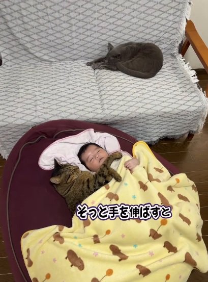 赤ちゃんと一緒の布団で寝る猫