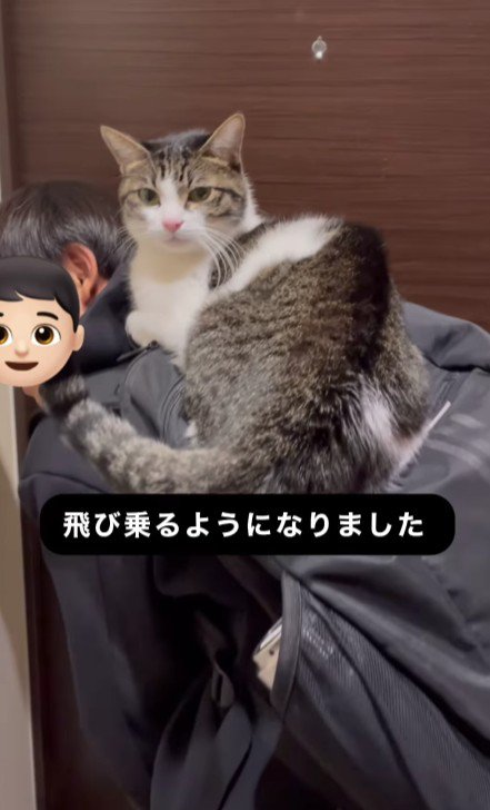 男の子のリュックに乗る猫