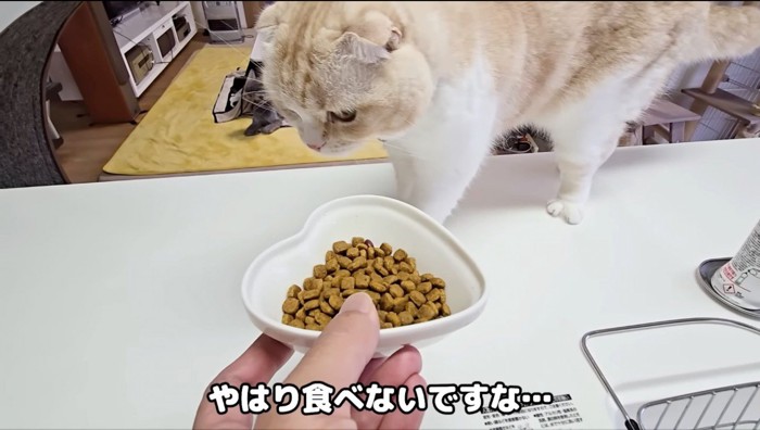 キャットフード乗った皿を見つめる猫