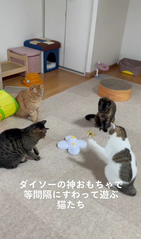 おもちゃを囲む猫たち