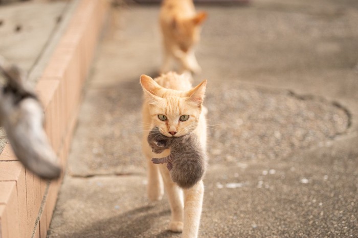 猫のうなじを咥える母猫