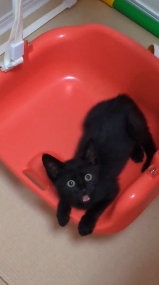 ブランコに乗って飼い主を見上げる子猫