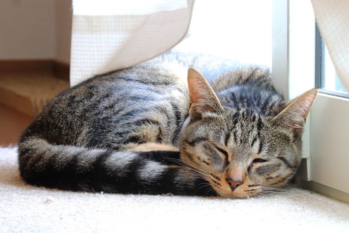 窓のそばで眠るキジトラの子猫