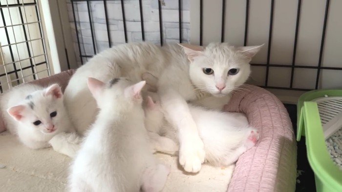 母猫と子猫たち