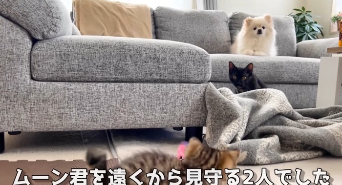 遊んでいる猫