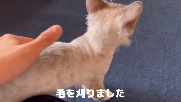 後ろを向いている猫