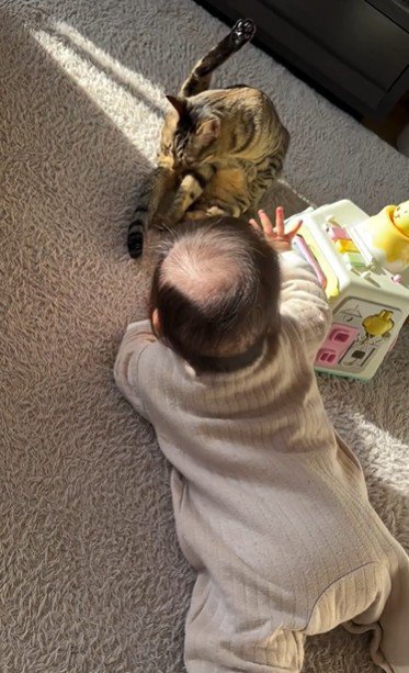 床に座っている猫と赤ちゃん