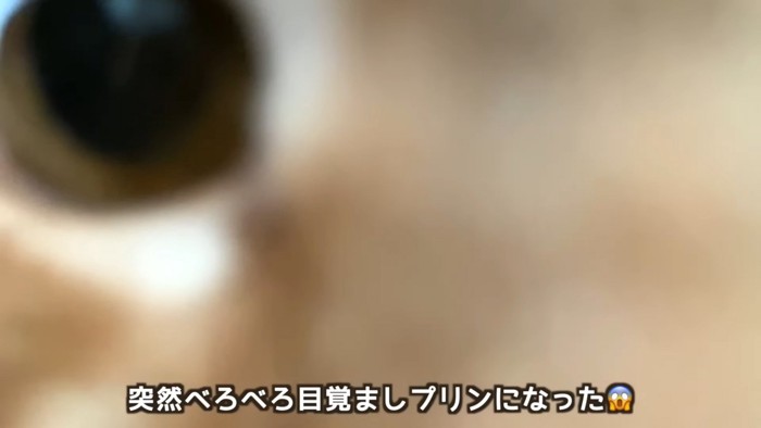 猫の顔のドアップ